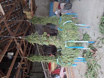 Maibaum