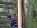 Maibaum